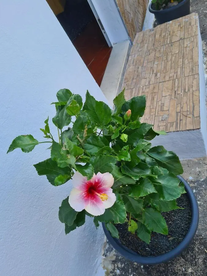 Appartement Casa Thalia Old Town Teguise By Pvl  Teguise (Lanzarote)